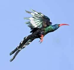 Name This Bird