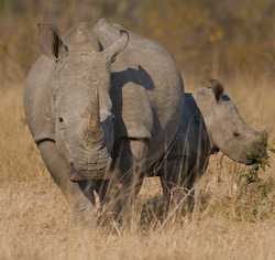 Which Rhino is This