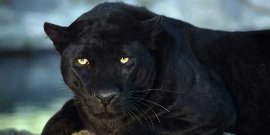 Black Leopard Melanism
