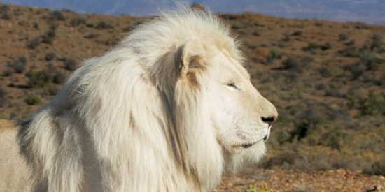 White Lion at Sanbona