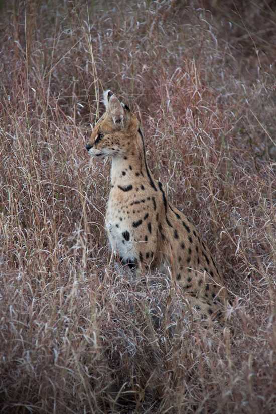 Serval Serval is one of the rarer cats that can be spotted in the African bush