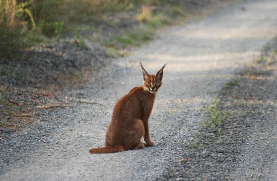 Caracal The caracal isa a beautiful and rare Africa wild cat