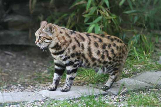 Black footed cat The black footed cat is the smallest African cat.