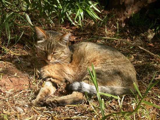 African wild cat The African wild cat is one of the lesser-known African cats