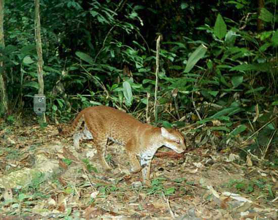 African Golden Cat The African Golden Cat can be found in the hills of the Bwindi Impenetrable National Park