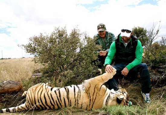 Tigers in Africa!