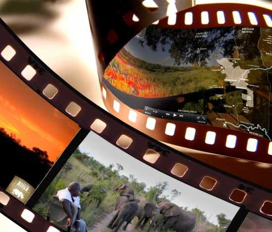 Rhino Africa Safaris captured on video We show you Africa