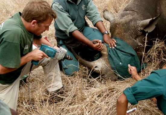 Wildlife ACT on the ground Wildlife ACT on the ground