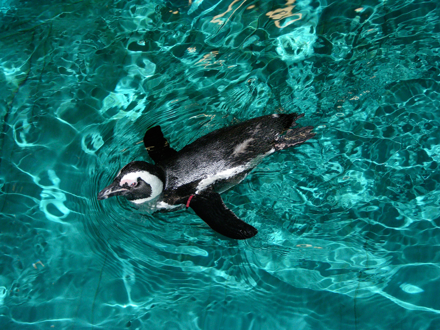 A day at Boulders Beach: Home of Africa's famous Penguin ... A day at Boulders Beach: Home of Africa's famous Penguin ...