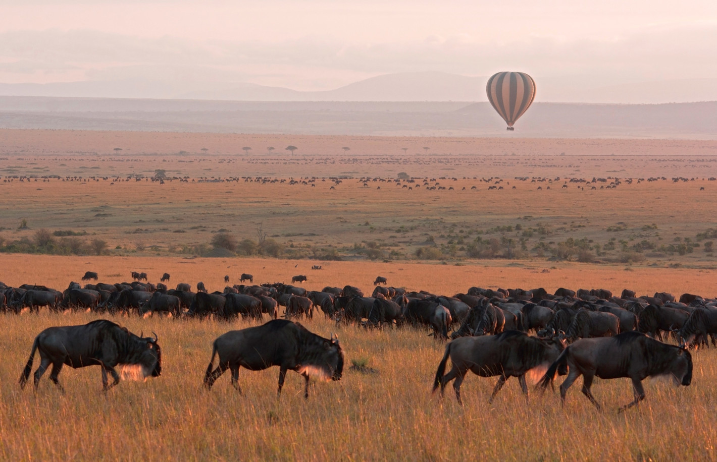 Balloon_Safari_Wildebeest_Sunrise-Africa
