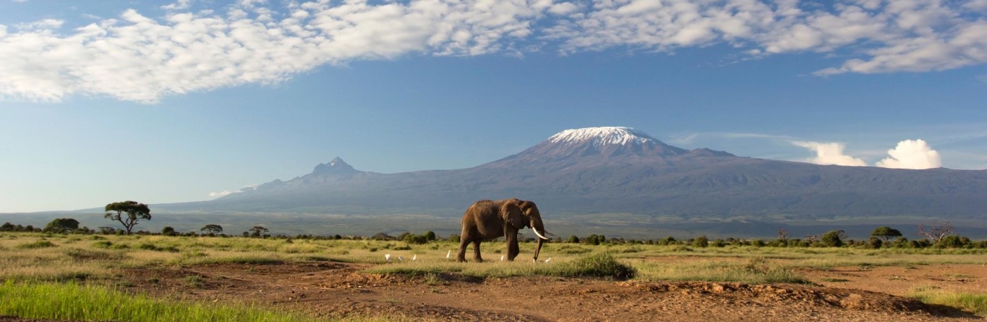 Elephant-In-Front-Mt-Kilimanjaro-Wide-Angle