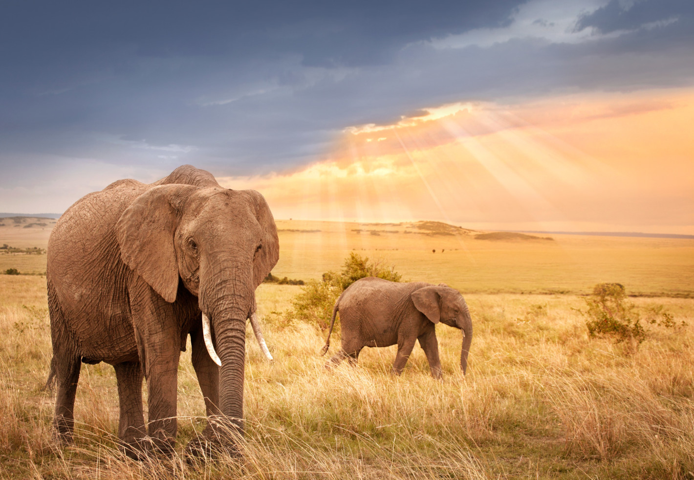 Elephants_walking_Grassland_Sunset