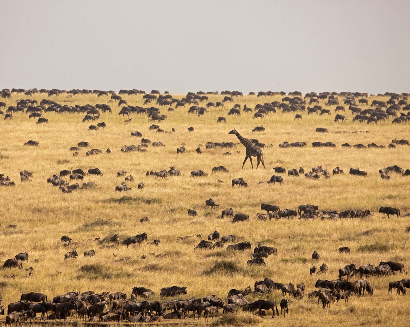Serengeti giraffe and wildebeest