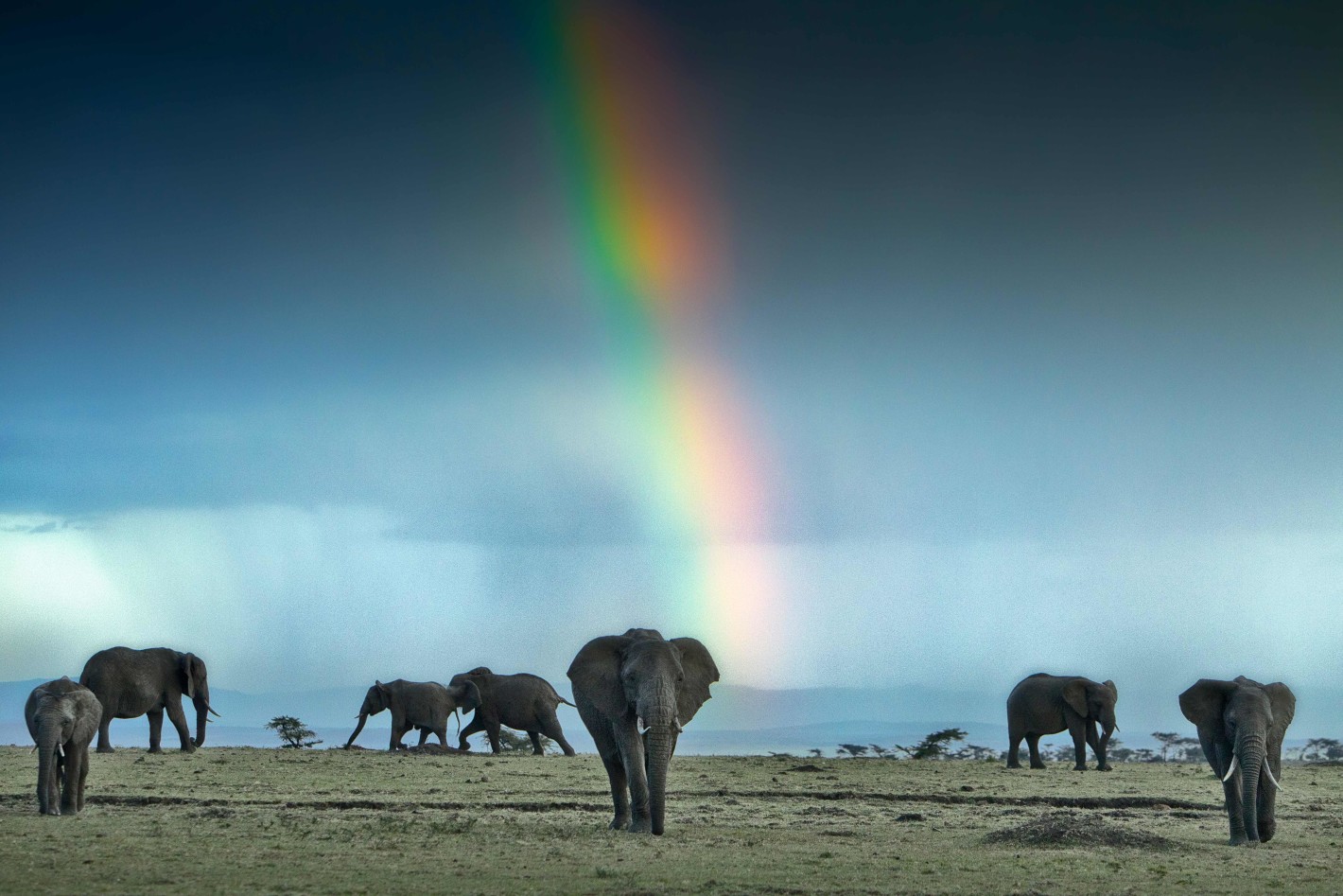 Rainbow with elephant