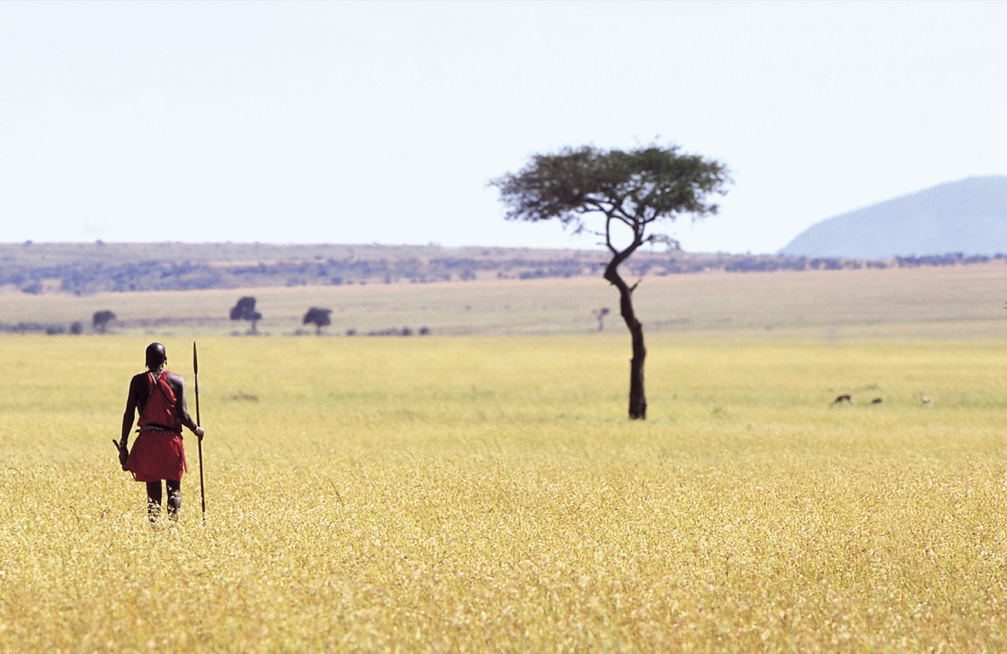 Maasai warrior walking in a field