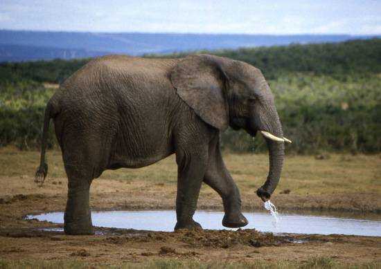 Addo Elephant Park 