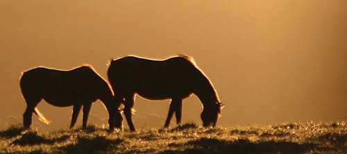 Midlands Meander