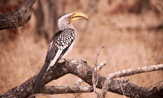 Londolozi & Royal Malewane