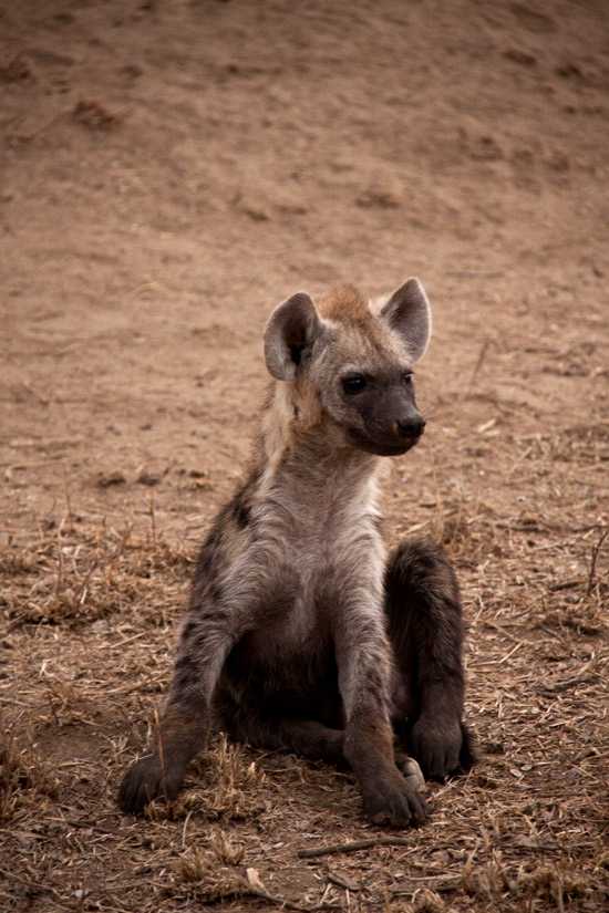 Londolozi & Royal Malewane