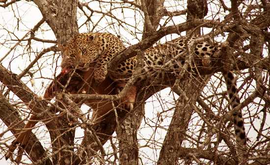 Londolozi & Royal Malewane