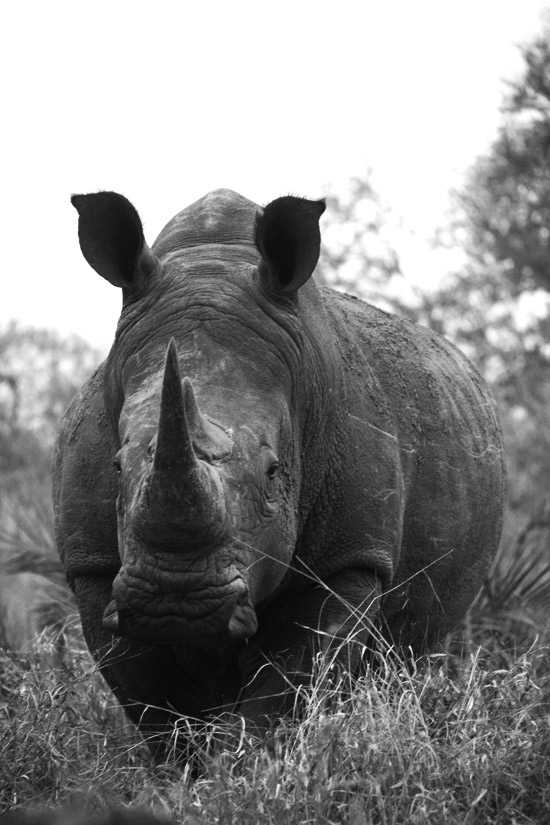 Londolozi & Royal Malewane