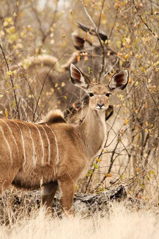 Londolozi & Royal Malewane