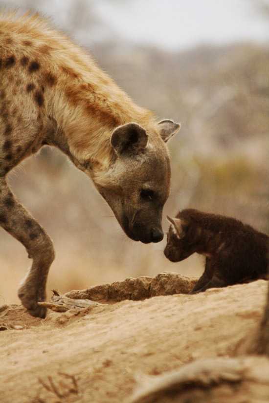 Londolozi & Royal Malewane