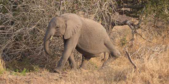 Baby Elephant with bad leg