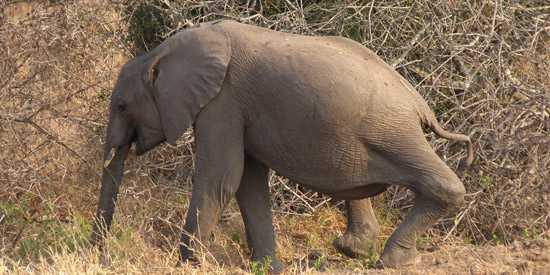 Baby Elephant with bad leg