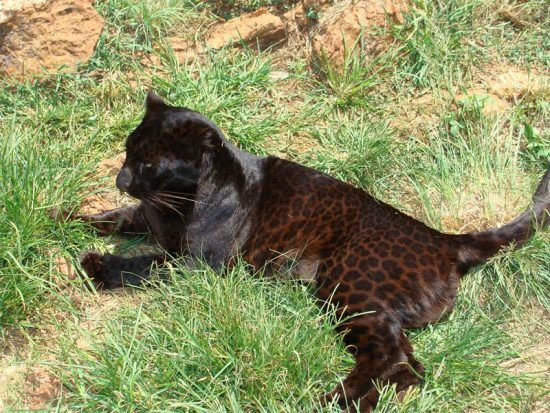 A melanistic leopard in South Africa