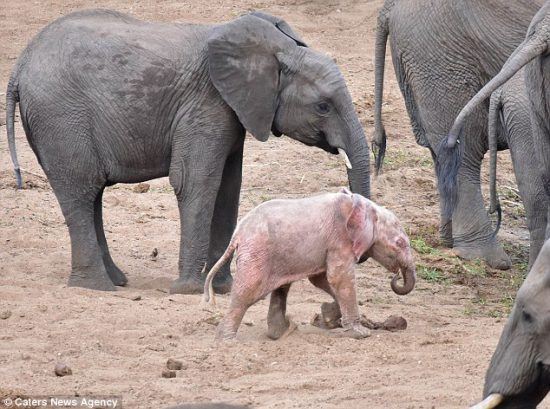 An albino elephant calf with her mother