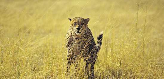 A Royal Engagement in Kenya