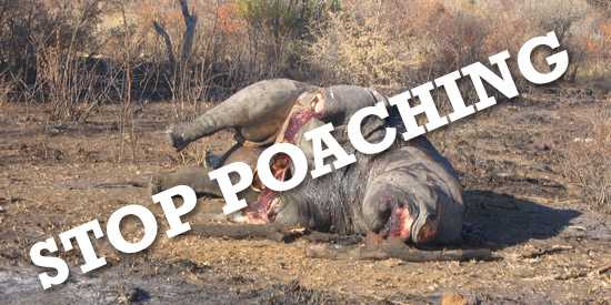 Stop Rhino Poaching