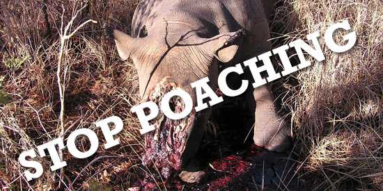 Stop Rhino poaching in Africa