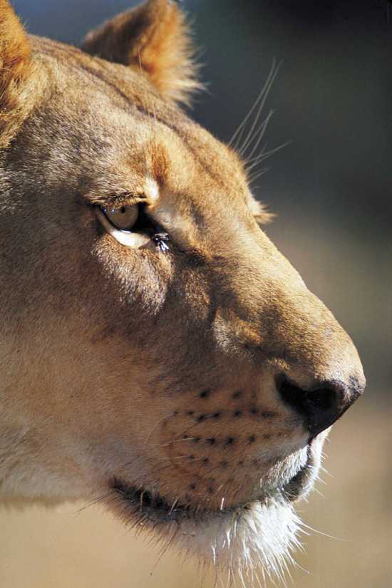 Africa's Big Cats - The African Lion