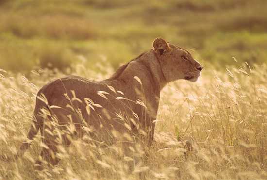 Africa's Big Cats - The African Lion