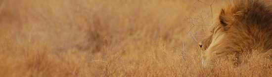 Africa's Big Cats - The African Lion