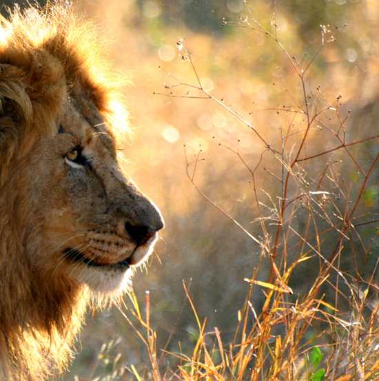 Africa's Big Cats - The African Lion