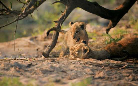 Africa's Big Cats - The African Lion