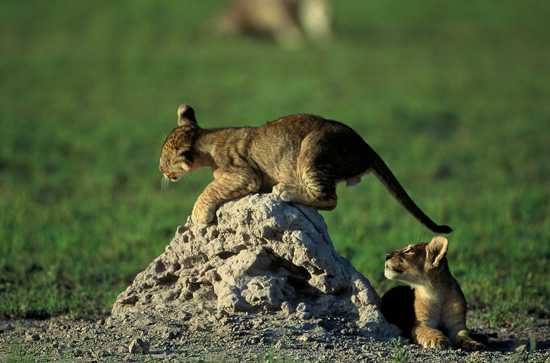 Africa's Big Cats - The African Lion