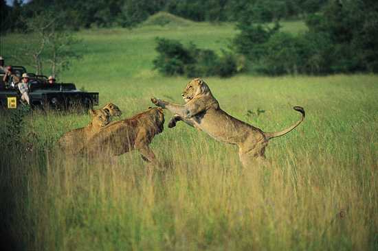 Africa's Big Cats - The African Lion