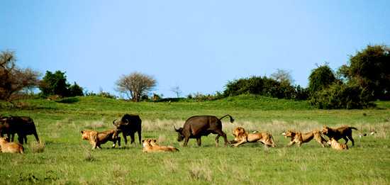 Africa's Big Cats - The African Lion