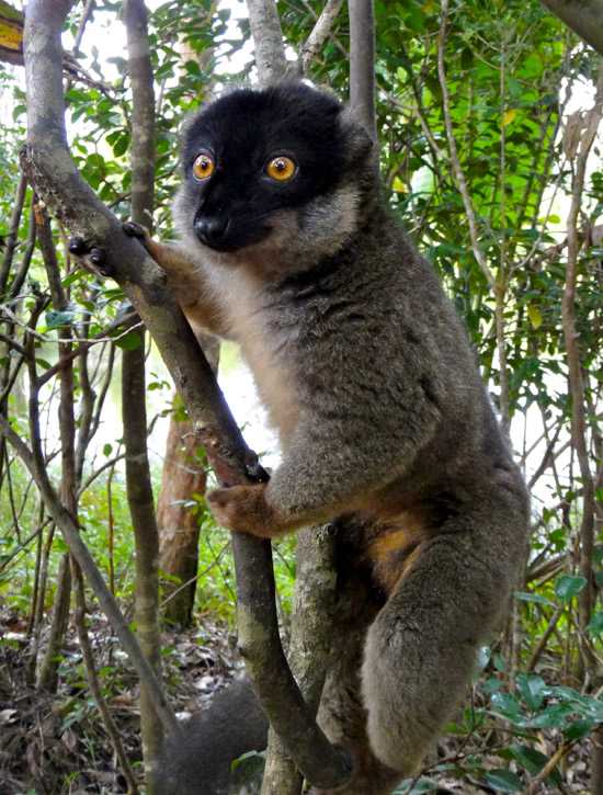 Andisabe and lemurs