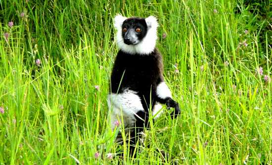 Andisabe and lemurs