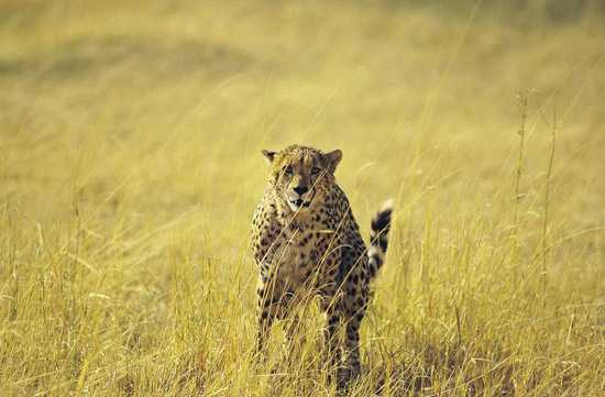 Cheetah in the long grass