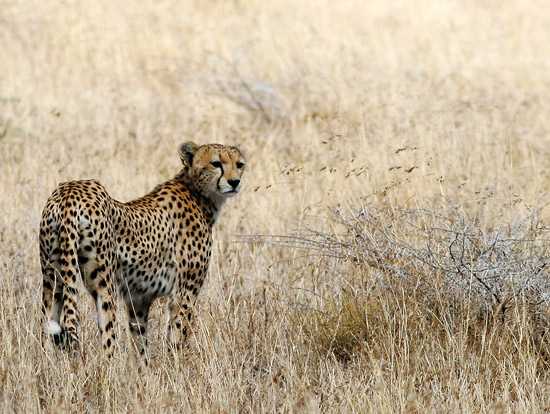 A cheetah posing for the camera