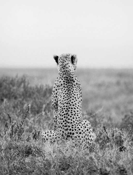 Black and white photograph of a cheetah