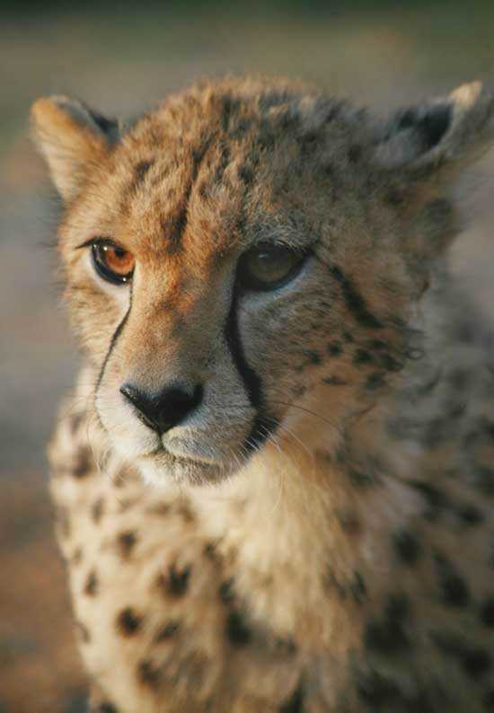 A cheetahs face up close