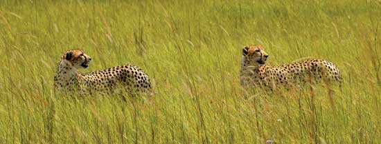 Two cheetah in grass