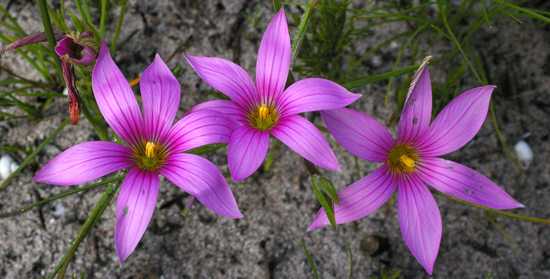 Kirstenbosch at the Chelsea Flower Show